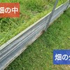 【家庭菜園】キクユ芝に負けた家庭菜園を解体！