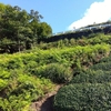 今日から茶草場の草刈り開始
