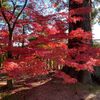 キラキラしていました　毛越寺の紅葉　平泉