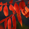 　小鳥の森、紅葉、櫂の木もキレイ