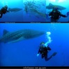 地球最大の魚類とダイビング！