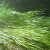 セイヨウウキガヤ Glyceria x occidentalis