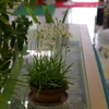 鷺草と綿のクリーム色の花