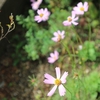 秋桜、朝と昼と晩と。