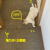 そこそこ自由