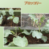 庭で秋野菜 18【ブロッコリー】
