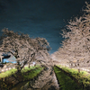 日本の絶景　埼玉県新河岸川の桜
