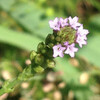 (435) Verbena brasiliensis