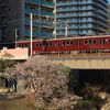 阪急今津線を桜と撮影～宝塚南口付近にて_26/04/08