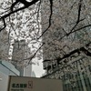 名駅の桜