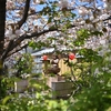 千本ゑんま堂の普賢象桜、藤の花、シャガ