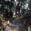 麻賀多神社の大杉