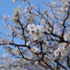 ちょっとぶらり旅 〜小田原〜