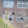 淀川野鳥探鳥 2015/04/19 5:40-10:10