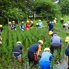 ６月２１日　５年　田んぼ草取り