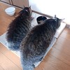 ダイハツが生産再開