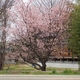 荒川神社の早咲き桜「続編」