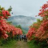 ツツジに包まれる徳仙丈山｜宮城県気仙沼市