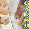 【ハムスター 動画】ハムスターが亡くなった、フリで飼い主に逆ドッキリ！Hamster magic cutting body！