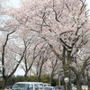 桜、花見