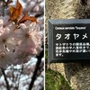 八重桜 （大船フラワーセンターで出会った春の花 2）/八重桜・遅桜を詠んだ短歌　　いにしへの奈良の都の八重桜けふ九重ににほひぬるかな　伊勢大輔　　一さかりありて散りぬる花の後に春をとどめし八重桜かな　村田春海　　鈴鳴らす路加（るか）病院の遅ざくら春もいましかをはりなるらむ　北原白秋　　抱へゆく甕の桜の八重ざくら畳の上に花こぼれつつ　杉浦翠子　　八重のさくら咲きくづれゐるゆふやみの襞いろあふれ人ゆきはてし　河野愛子