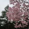 桜の写真／ドラ４伊藤茉央はここが踏ん張りどころ