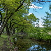 水元公園へリハビリ散歩。