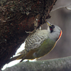 緑啄木鳥（アオゲラ）♀