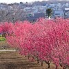 今日の保木桃源郷