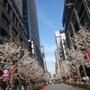 お江戸日本橋、COREDO室町、桜満開です◎