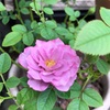 ＊ミニバラ あすなろブルーの２番花♡