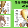 仙腸関節機能障害の病態　組織損傷・症状・運動機能障害・防御反応・骨盤輪不安定症・鼡径部痛症候群