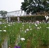 江戸川べりの小岩菖蒲園へいく（6月7日）