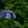 アジサイ：紫陽花　「伊予時雨」
