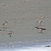 砂浜のキョウジョシギ