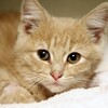 猫が世界を体験する驚くべき方法