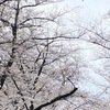 桜　さくら　サクラ