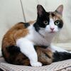 三毛猫とX染色体不活化のお話