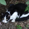 深北公園の猫の続き