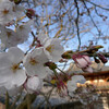 桜：平等院にて