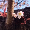 【代々木公園】ソメイヨシノが開花