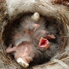 フンは、真空パウチされているんだって。野鳥のヒナはスゴワザ満載。