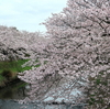 海老川の桜も満開です「船橋市：海老川」