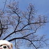 #上野公園#寒桜