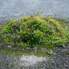 空き駐車場と雑草