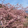 周防大島町の河津桜は満開だった。