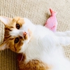 カインズのPBの猫じゃらしを購入。