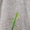 暑いけど虫は元気！