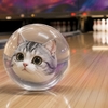 ボウリングをする猫