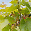 ワイン作りプロジェクト①：葡萄を育ててワインを作る